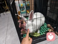 半夜三更，这家伙趁我们都不注意自己坐电梯跑下去，害得我们全家到处找。当我爱人打电话告知它在楼下，我和孩子们立马一窝蜂跑下去，可当我们跑下去时，爱人已把这家伙抱上来，真的是和我们心急如焚的心情完美错过。不过，老天保佑，原来有个好心人用纸箱装住。说实话，当我们到处找它时，个个人的心都快碎了，特别孩子们都快急哭了。而它，也像个做错事的孩子，趴在我怀里一动不动，仿佛它也知道刚才经历的是一场劫难。感谢老天，感谢那个好心人，真的！这种失而复得的心情让我们一大家子更懂得“珍惜”二字。最后我想说：“人生来来往往，其实没有那么多来日方长， 唯有珍惜当下， 珍惜眼前人。”配图