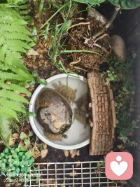 我家的第二治愈宝贝——石金钱龟，冬眠还未觉醒，都想它们了。配图