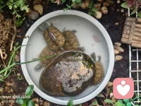 我家的第二治愈宝贝——石金钱龟，冬眠还未觉醒，都想它们了。配图