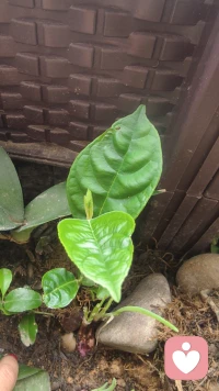 走错了路，要记得回头；爱错了人，要懂得放手，记住，感情“勉强不了”。‌‌‌配图