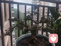 没想到我的疏忽，你已进入枯萎期，放心，自此之后我一定会好好珍惜守护你。