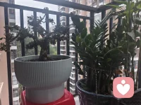 没想到我的疏忽，你已进入枯萎期，放心，自此之后我一定会好好珍惜守护你。