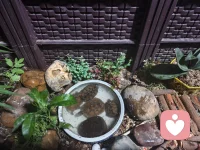 心理学：
‌性心理发展五阶段‌：‌弗洛伊德的人格发展理论以“力比多”在不同身体部位的集中为主线‌，分为：
‌口唇期‌（0-1岁）：快乐源于口腔活动。发展不顺可能导致成人期的“口腔性格”（如依赖、贪吃）。
‌肛门期‌（1-3岁）：快乐源于排泄控制。管制过严可能导致“肛门性格”（如固执、吝啬）。
‌生殖器期‌（3-6岁）：快乐源于性器官，出现“恋母情结”或“恋父情结”。
‌潜伏期‌（6-12岁）：性兴趣减弱，兴趣转向外部世界。
‌生殖期‌（12岁以后）：性本能转向异性，性心理趋于成熟。‌‌