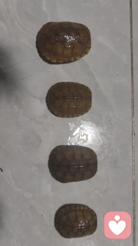 心理学：
‌性心理发展五阶段‌：‌弗洛伊德的人格发展理论以“力比多”在不同身体部位的集中为主线‌，分为：
‌口唇期‌（0-1岁）：快乐源于口腔活动。发展不顺可能导致成人期的“口腔性格”（如依赖、贪吃）。
‌肛门期‌（1-3岁）：快乐源于排泄控制。管制过严可能导致“肛门性格”（如固执、吝啬）。
‌生殖器期‌（3-6岁）：快乐源于性器官，出现“恋母情结”或“恋父情结”。
‌潜伏期‌（6-12岁）：性兴趣减弱，兴趣转向外部世界。
‌生殖期‌（12岁以后）：性本能转向异性，性心理趋于成熟。‌‌