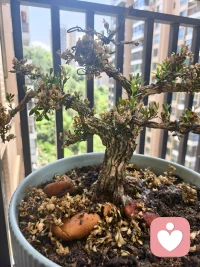 我看到“你”枯枝下的绿叶，我看到“你”顽强的生命力，相信自己，每一次心灵的重建，都是自我超越的华丽篇章。