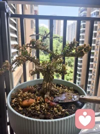 我看到“你”枯枝下的绿叶，我看到“你”顽强的生命力，相信自己，每一次心灵的重建，都是自我超越的华丽篇章。