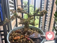 我看到“你”枯枝下的绿叶，我看到“你”顽强的生命力，相信自己，每一次心灵的重建，都是自我超越的华丽篇章。