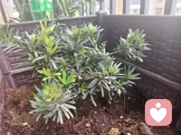 人生总是拿顺其自然来敷衍人生道路的荆棘坎坷，却很少有人承认——真正的顺其自然是竭尽所能之后的不强求，而非两手一摊的不作为。配图