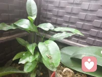 人生总是拿顺其自然来敷衍人生道路的荆棘坎坷，却很少有人承认——真正的顺其自然是竭尽所能之后的不强求，而非两手一摊的不作为。配图