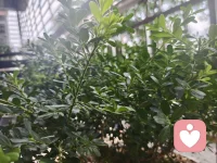今天想说的是——“当我们停止与情绪对抗，转而好奇其背后的需求，疗愈便悄然发生。”配图