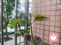 今天想说的是——“当我们停止与情绪对抗，转而好奇其背后的需求，疗愈便悄然发生。”配图