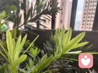 今日分享——心理学教会我们的，不是如何成为完美的人，而是如何成为完整的、真实的自己。配图