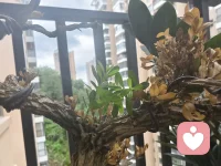 “六一”分享——‌儿童期守护童心=奠基终身心理资本‌：安全、被倾听的童年（即无条件接纳情绪、少评判）能塑造高自尊与抗压人格，如忽视则易致成年后自卑、情绪失调或“内在小孩”创伤，在此愿我们代代都有“幸福六一”。