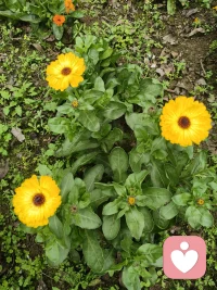 大家好，我是你们的倾听者，一工作原因白天不能接听你们的来电，请谅解，有需要的朋友，可以提前安排好时间，接单时间晚上，九点半至10，你有故事我有真心聆听你的释放情绪，如有带来不便请谅解，晚上我在这里等你哦，不见不散