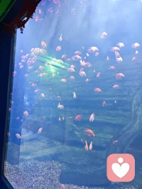 很多时候，我们不是不够好，
只是太久没好好抱抱自己。
允许情绪流动，允许慢慢来，
你已经很努力了，值得被温柔对待