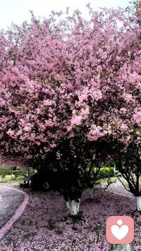 美丽的风景赏心悦目，美丽的心情延年益寿！首先要让心情好起来，其次都是其次配图