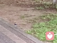 雨后晨跑，微风凉凉的，带着湖水淡淡的腥涩味。

鸟儿的歌声悦耳，脚步轻踩在落叶上，沙沙作响的。感受着身体的轻快……
​从今天开始跑量从5km加到6km。配图