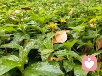 雨后晨跑，微风凉凉的，带着湖水淡淡的腥涩味。

鸟儿的歌声悦耳，脚步轻踩在落叶上，沙沙作响的。感受着身体的轻快……
​从今天开始跑量从5km加到6km。配图