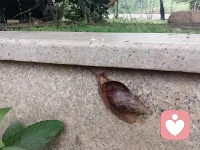 今天中午没休息，开车回到家了～
周末我来啦✌️
………………
早上跑步看到的蜗牛🐌