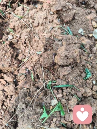 在小小的花园里挖呀挖
挖到蚯蚓几条
手心起了几个泡 
累了，宝宝要睡觉了，晚安世界～