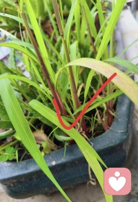 开启了😀 我（打扫、拔草…）的周末。
报告:图一的草儿拔不动