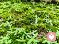 开启了😀 我（打扫、拔草…）的周末。
报告:图一的草儿拔不动