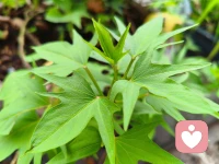 开启了😀 我（打扫、拔草…）的周末。
报告:图一的草儿拔不动