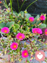 愿你的世界 花开 安静 自在配图