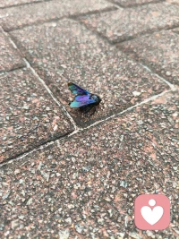 陪你奇奇怪怪，陪你可可爱爱 🐝🐌
愿你无忧无虑 乐开怀～配图