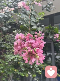 早安😄～
Baby知道妈妈喜欢花花，拍下这花儿🌸发给我。
我把这份小小的心意分享给你们，要是你们再分享给更多人……
我在想，如果传递得够远，会不会有一天，有个陌生人把这朵花又分享回给我女儿？
那她一定会惊讶地说：“咦，这朵花是我拍的呀。配图