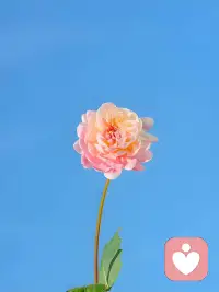 你要允许你爱的人不爱你，你要允许你的工作为难你，你要允许身后有人算计你，不允许就是在跟自己较劲，较完劲后的那份力不从心和无能为力才是常态，这个世界上，没有好坏，没有对错，只是大家处在不同的频率，允许自己做自己，允许别人做别人。