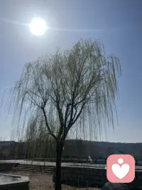 原来人会变得温柔配图