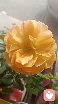 - 心若向阳，无畏悲伤。