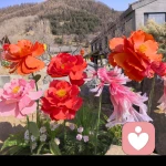 微光倾听师Apple的头像