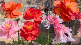 微光倾听师Apple