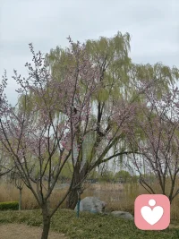 一段醍醐灌顶的话：
“真正拖垮你身体的，不是熬夜，不是饮食，是长期无法疏导的坏情绪icon，很多病，不是突然来的，是慢慢气出来，忍出来，憋出来的。”

健康的头号天敌，从来不是熬夜，也不是饮食不规律，而是内心的压抑、内耗，生不完的闷气，消化不掉的坏情绪。
很多疾病，都不是突然来的，是你长期的情志不畅，胡思乱想，忧心忡忡，压抑内耗，在日积月累当中，慢慢得来的。

养生的关键，不是你吃什么不吃什么，而是养情绪，养心态，养习惯，养格局。

长期无法疏导的坏情绪，闷在心里无处释放，最终它会作用于你的五脏六腑中，给你的健康埋下隐患。
很多人一提养生，就会想到跑步运动，早睡早起，吃保健品，或是跟着养生专家这个不敢吃，那个不敢吃。

这些习惯，固然会对身体带来一定的好处，但是更高级、更有效的养生，是愉悦的内心，稳定的情绪，平和的心态，豁达的格局。

每天开开心心，乐观积极，有什么不爽就说出来，有什么委屈就发泄出来，不要把所有的不痛快，全都闷在自己心里。

那些你忍下的委屈和眼泪，那些你不愿提及的痛苦和回忆，那些让你为难的人，那些让你无奈的事。

一点一点就像慢性毒药，虽然不会立刻要了你的命，但是会在不知不觉间，一点一点吞噬你的健康。堆积到一定程度，就会彻底爆发，这个时候，不是身体出问题，就是心理出问题。

一个人如果想要保持健康，想要不生病，活的久，就要每天没心没肺，乐乐呵呵，大事小事都不要太放在心上。

心态平和，才能保证你的情绪不会大喜大悲，内心愉悦，才能保证你的身体机能，正常运行。

学会排解不良情绪，发泄不良情绪，给你的情绪找到一个合适的出口，不要憋在心里，闷在心里。只有这样，你才能够拥有健康，拥有更加美好的生活。配图