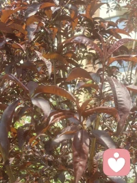 不必焦虑时光，慢慢来，烟火日常里，自有细碎的温柔与漫长的晴朗。配图