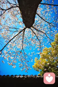 今天主题：守住本心，不被外境牵动
 
外界喧嚣，我自安定。
不贪一时之快，不贪片刻虚荣，
不被情绪带走，不被欲望牵引。
心定，则气顺；气顺，则福来。