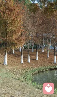 亲爱的朋友 人生总是柳暗花明.配图