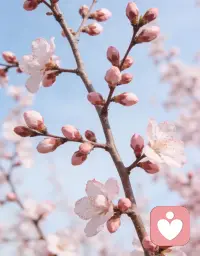 这段时间上下班，一直在听《乱世枭雄》里张作霖的故事，正讲到风云激荡的革命年代。出门又见枝头新旧交替，有的花开，有的叶未落。
原来世事大抵如此。再煊赫的封疆大吏，再苍劲的参天古木，终究抵不过时代洪流，挡不住春暖花开。
总以为变革会提前打招呼，等你真正察觉时，早已是春风遍地，万象更新。配图