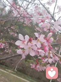 人的心情要像花一样🌈🌈配图