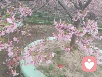 人的心情要像花一样🌈🌈配图