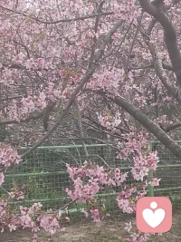 人的心情要像花一样🌈🌈配图