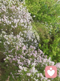 慢慢释怀，静静自愈，好好生活。配图