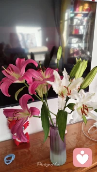 希望大家每天开心配图