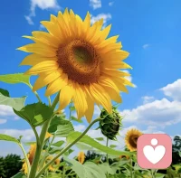 那些让你痛苦的事，不会一直跟着你。你受过的委屈，忍过的痛，流过的泪，都不是白费的。它们在悄悄让你变得更坚韧，更强大。你比你想象中，能扛得多。配图