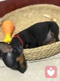 养一只狗吧！能治愈你的坏情绪🧚配图