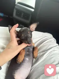 养一只狗吧！能治愈你的坏情绪🧚配图