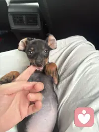 养一只狗吧！能治愈你的坏情绪🧚配图