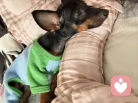 养一只狗吧！能治愈你的坏情绪🧚配图